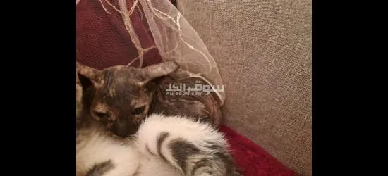 ثلاث قطط فرعوني عمرهم 60 يوم