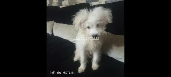 كلب جيرفون الماني للبيع عنده 6 شهور