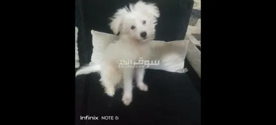 كلب جيرفون الماني للبيع عنده 6 شهور - 2