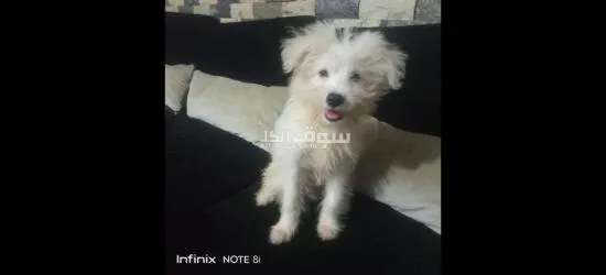 كلب جيرفون الماني