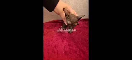 قطط فرعوني - 2