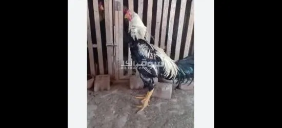 ديوك هندي بيور