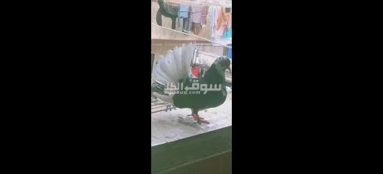 عدد٧ حمامات هزاز ٣ ديكور و٣ نتايات شغاله و زغلوله
