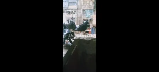 عدد٧ حمامات هزاز ٣ ديكور و٣ نتايات شغاله و زغلوله - 2