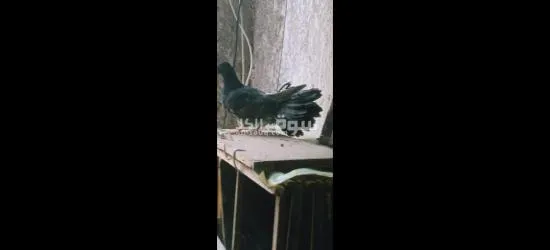 عدد٧ حمامات هزاز ٣ ديكور و٣ نتايات شغاله و زغلوله - 3