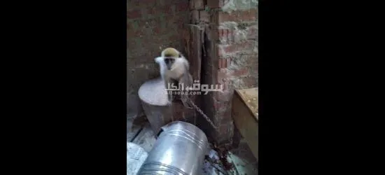 نسناس انثي من فصيلة القرود للعب معها والمرح!