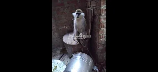 نسناس انثي من فصيلة القرود للعب معها والمرح! - 2