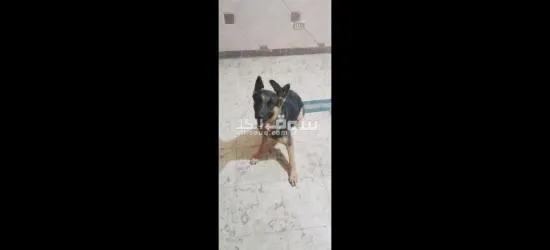 ش محمود الشربيني اولادرجب هرم - 3