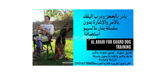 مدرب كلاب متخصص تدريب الكلاب بالأمر والإشارة بدون سلسلة