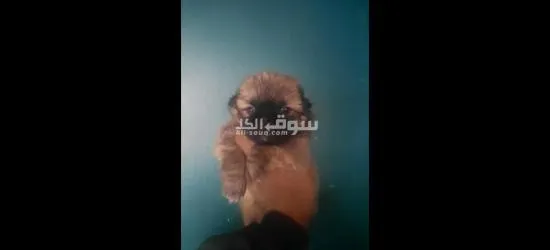 جرو بينكواه