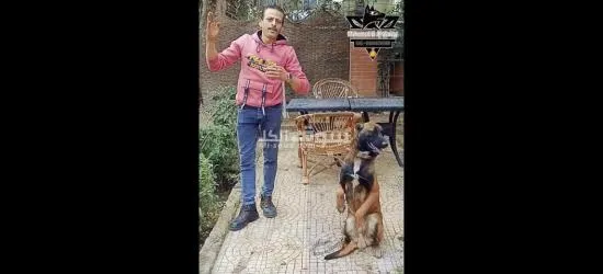 مدرب كلاب ذو خبرة: اجعل من كلبك أفضل رفيق