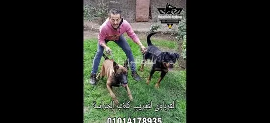 مدرب كلاب ذو خبرة: اجعل من كلبك أفضل رفيق - 2