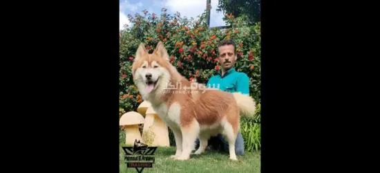 أسس علاقة قوية مع كلبك من خلال التدريب السليم