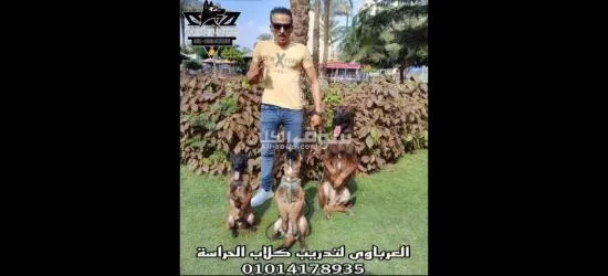 أسس علاقة قوية مع كلبك من خلال التدريب السليم - 4
