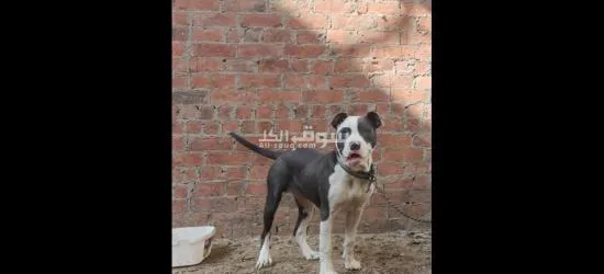 في اسرع وقت