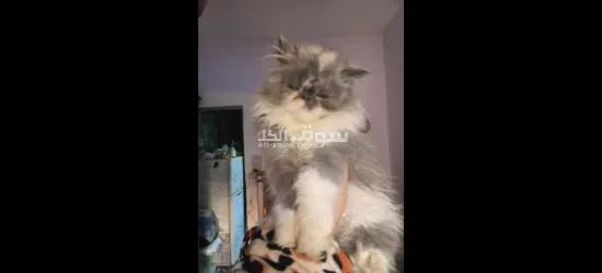 بحرى قهوه فاروق