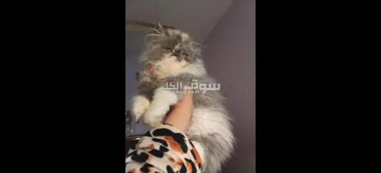 بحرى قهوه فاروق - 3