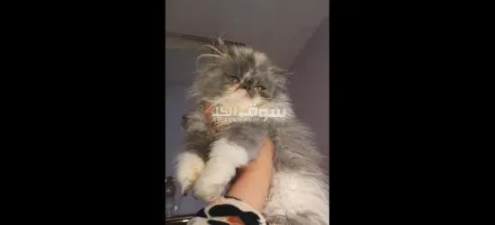 بحرى قهوه فاروق - 4