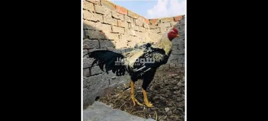 ديوك هندي بيور