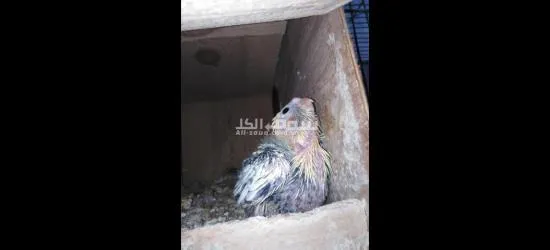 فرخ كوكتيل مصبع تاكيل يدوي