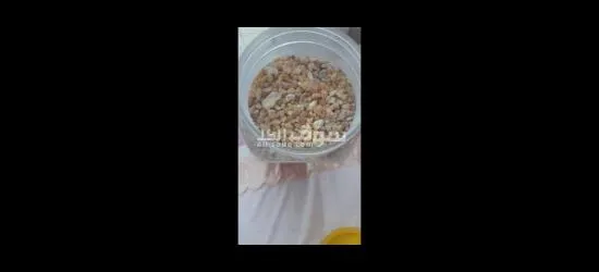 بخور اللبان الدكر يمني اصلي - 3