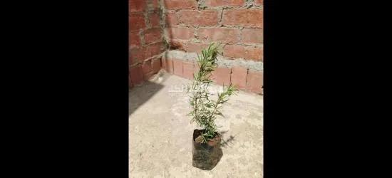 جميع شتلات الزراعه