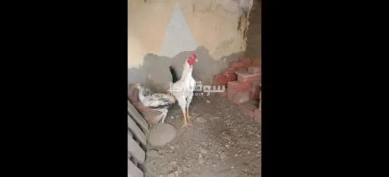 ديك هندي للبيع