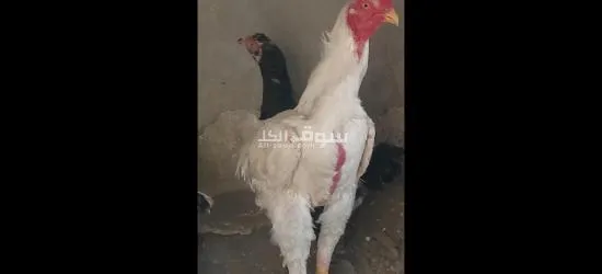 ديك هندي للبيع - 2