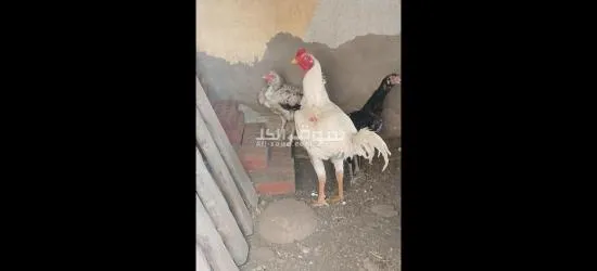 ديك هندي للبيع - 3