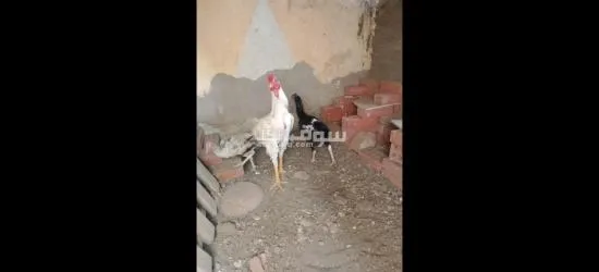 ديك هندي للبيع - 4