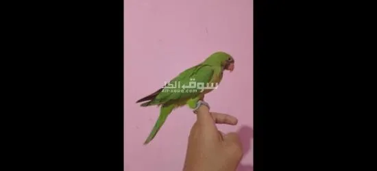ببغانات جرين شيك - 2