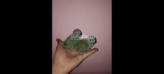 ببغانات جرين شيك - 3
