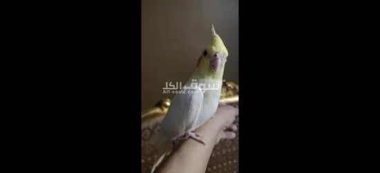 كوكتيل متدرب - 2