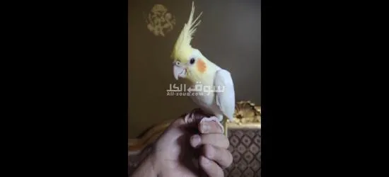 كوكتيل متدرب - 3