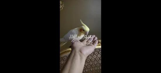 كوكتيل متدرب - 4