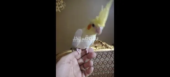 كوكتيل متدرب - 5