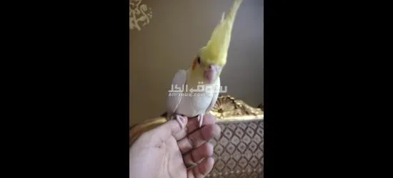 كوكتيل متدرب - 6