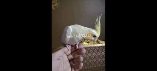 كوكتيل متدرب - 7