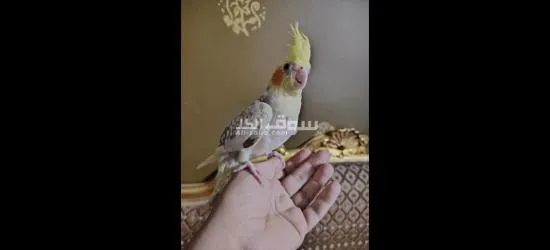 كوكتيل متدرب - 8