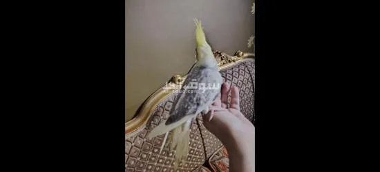 كوكتيل متدرب - 9