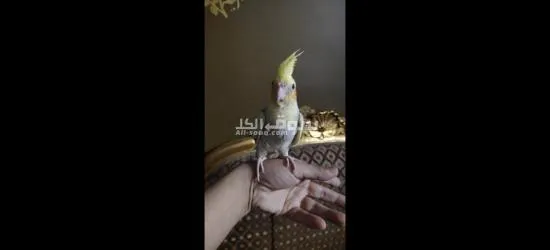 كوكتيل متدرب - 10