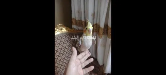 كوكتيل متدرب - 12