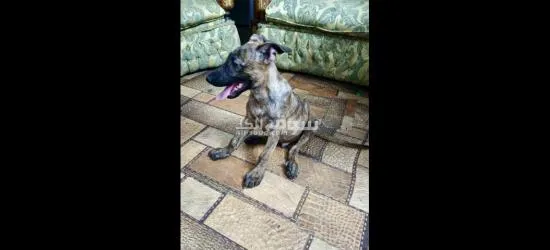 الاسماعايه