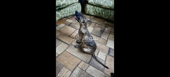 الاسماعايه - 2