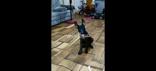الاسماعايه - 3