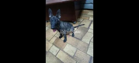 الاسماعايه - 4
