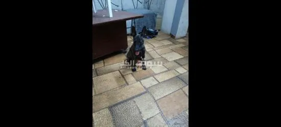 الاسماعايه - 5