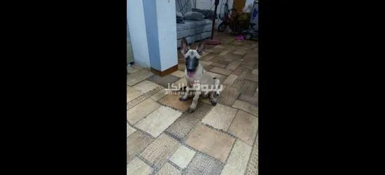 الاسماعايه - 7