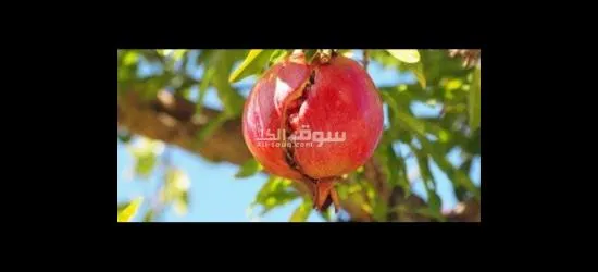 اشتري قطعه ارض 5 فدان بموقع استراتيجي كاملا المرافق وكامل الخدمات بسعر خيالي - 8