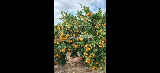 اشتري قطعه ارض 5 فدان بموقع استراتيجي كاملا المرافق وكامل الخدمات بسعر خيالي - 9